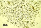 Myrionema orbiculare2